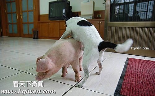 傻逼猪惨遭色狗奸杀