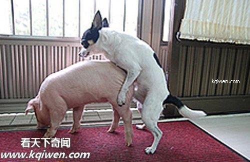 傻逼猪惨遭色狗奸杀