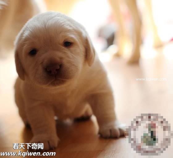 作为禽兽，我的压力也很大